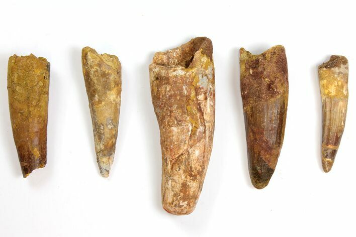 Lot: to Bargain Spinosaurus Teeth - Pieces #141562